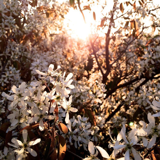 Spring Time! - bulbenhouse